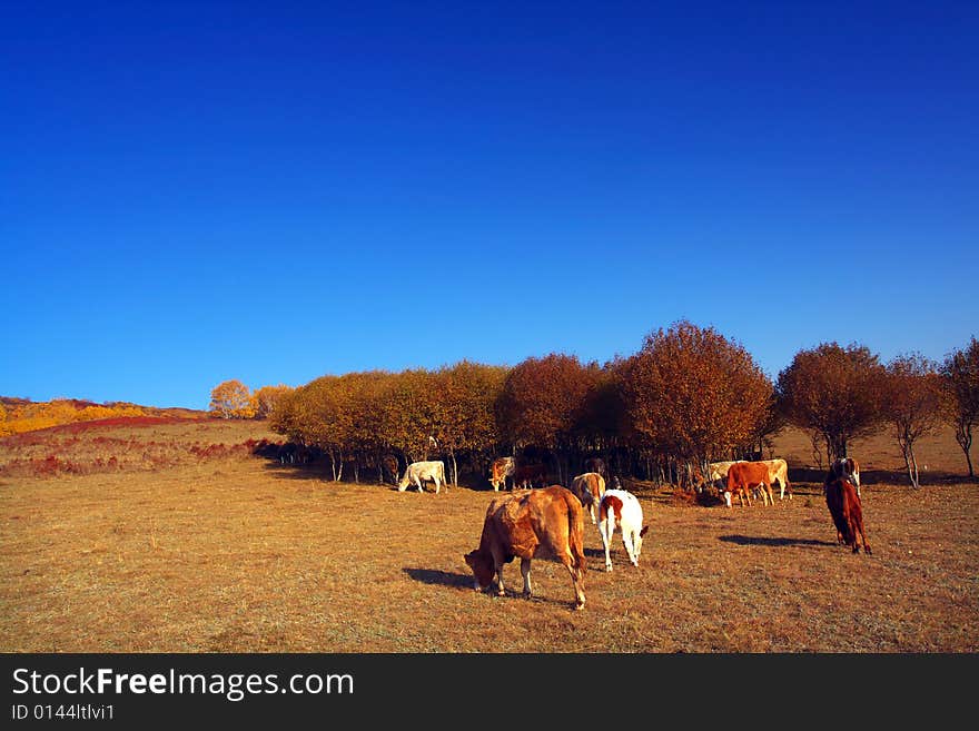 Many sheep and cow in the meadow