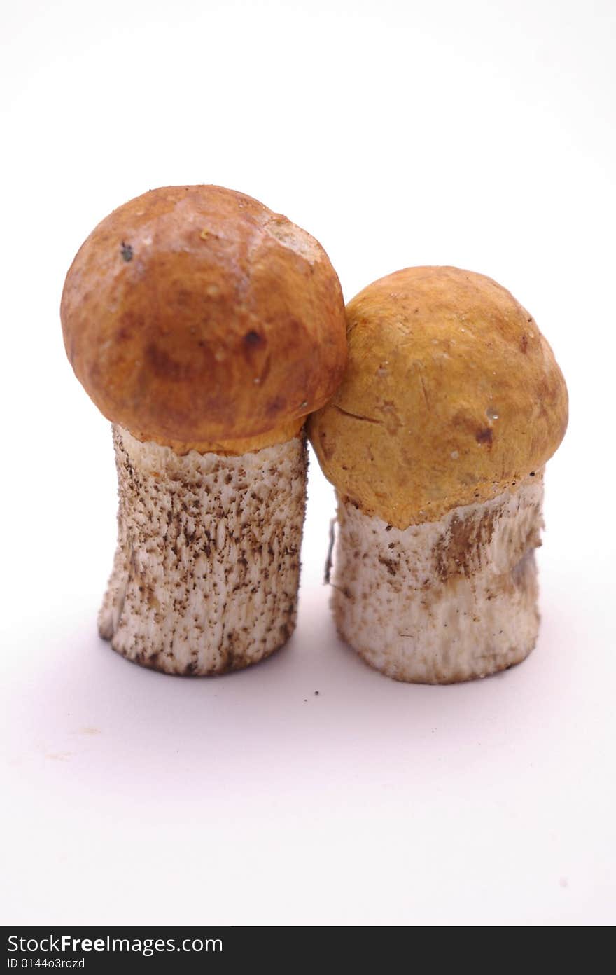 Young Boletus Mushrooms