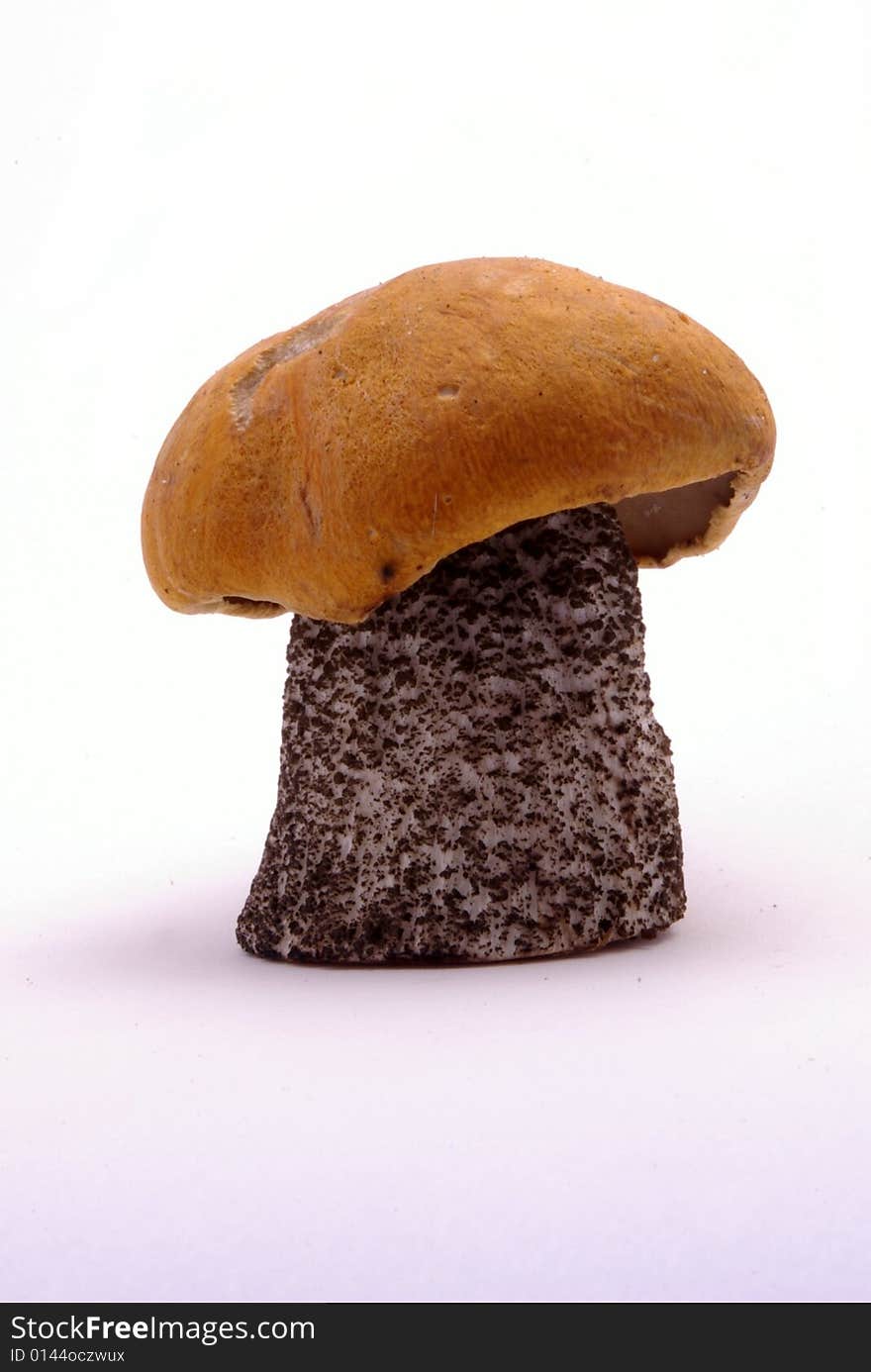 Fresh Boletus Mushroom