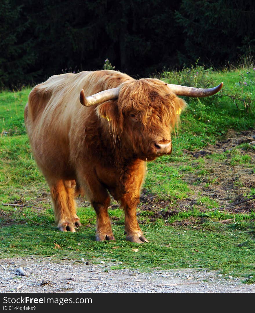 The Scottish cow with long horns and a brown wool. The Scottish cow with long horns and a brown wool.