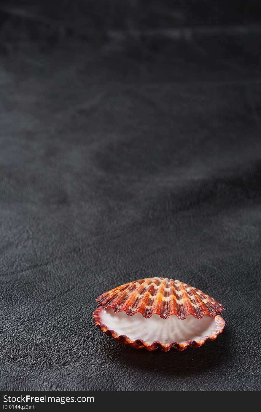 Seashell sea shell scallop on old black leather background