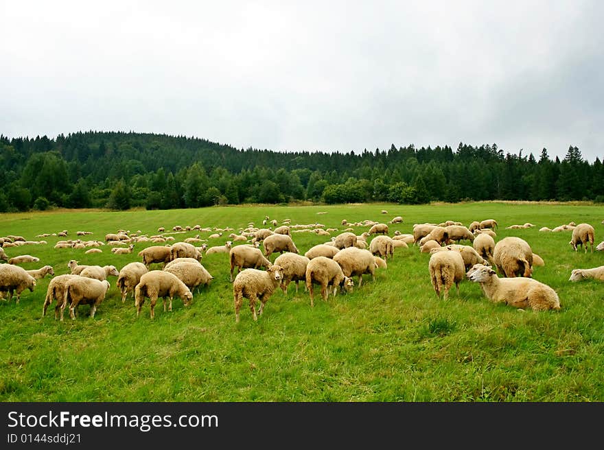 Sheep herd on beautiful green mountain pasture