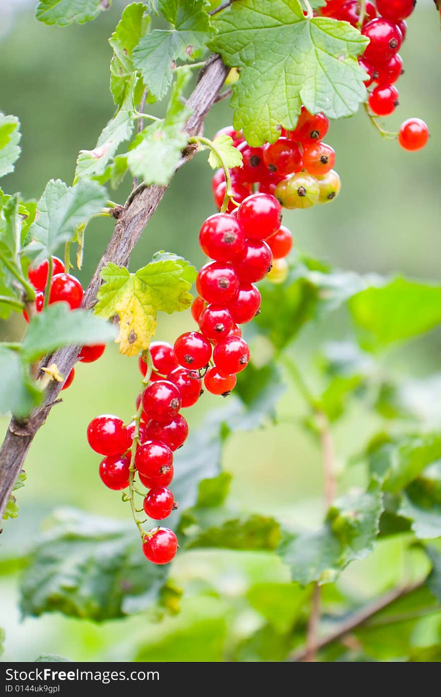 Mature redcurrant