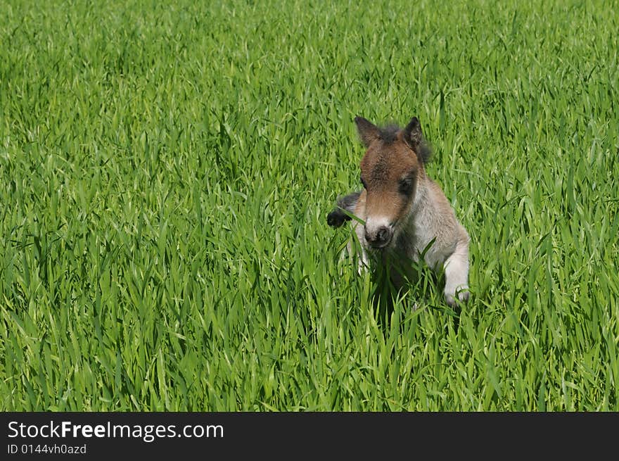 Foal pony run on green grass