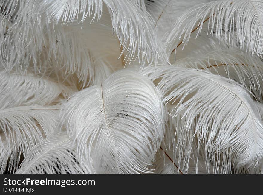 White feathers for decoration or background.