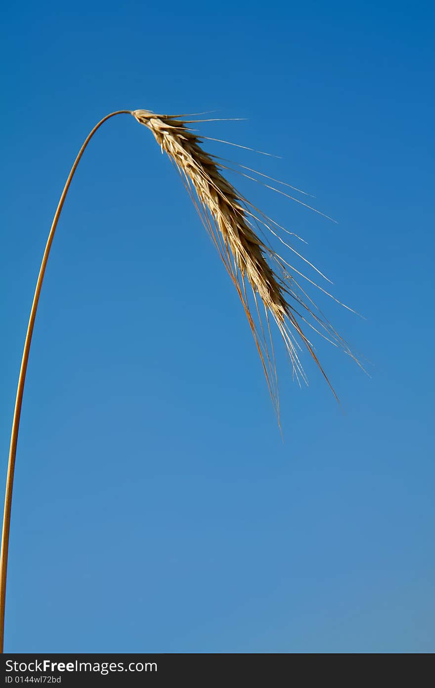 Close up view of the golden grain ears