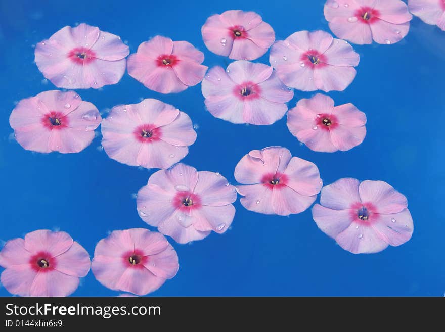 Phlox flower in blue water