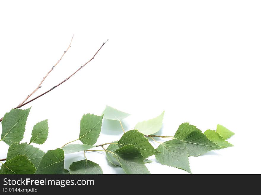 Branch with leaves on a white background. Branch with leaves on a white background