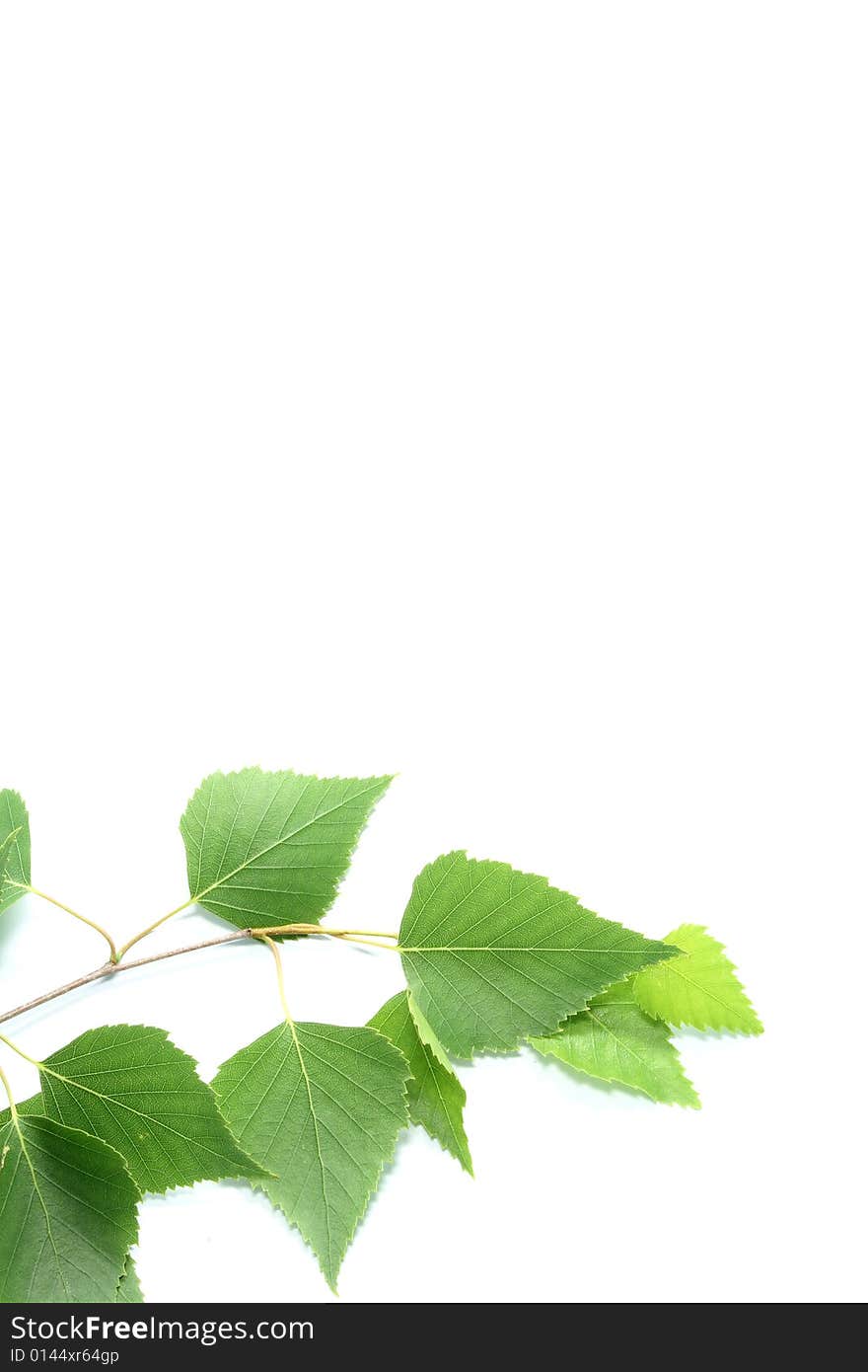 Branch with leaves on a white background. Branch with leaves on a white background