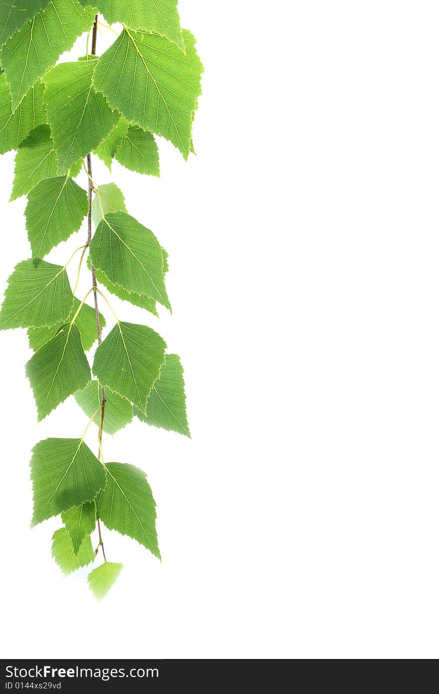 Branch with leaves on a white background. Branch with leaves on a white background