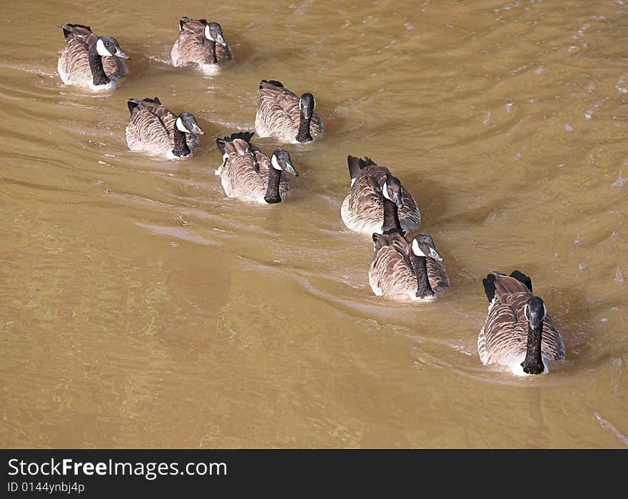 Waterfowl - Canada Geese