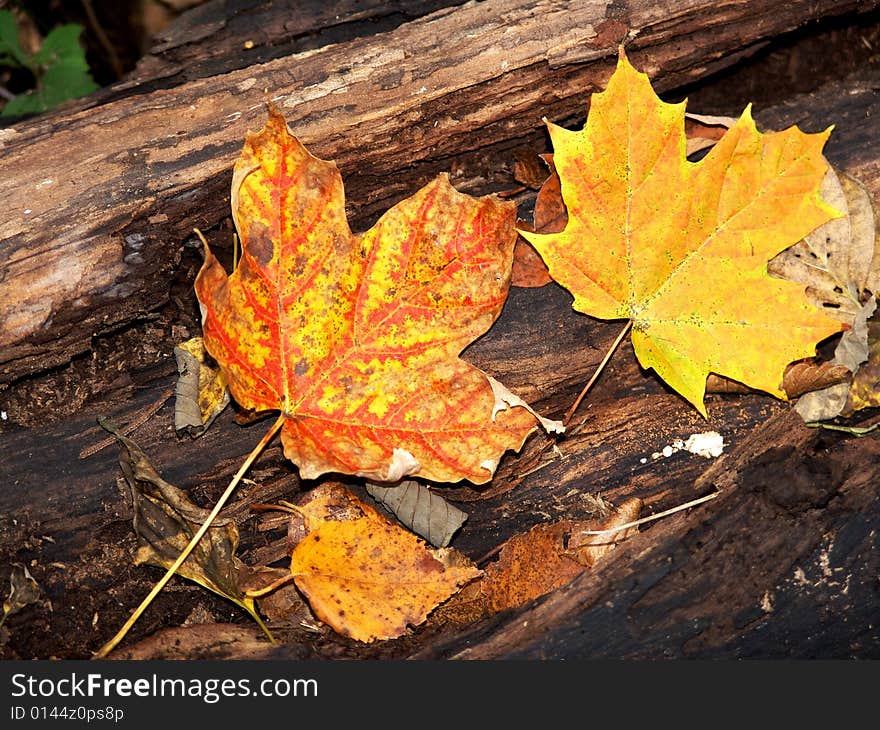 Autumn maple leaves. Fall in Canada.