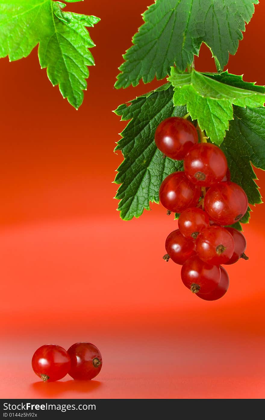 Red Currant