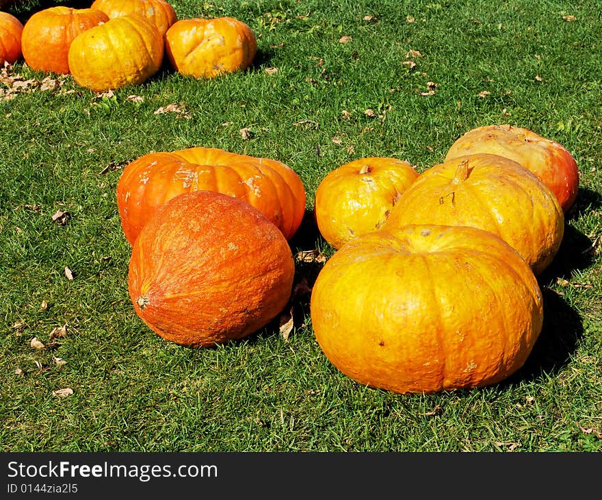 Orange pumpkins on green grass. Harvest, fall.