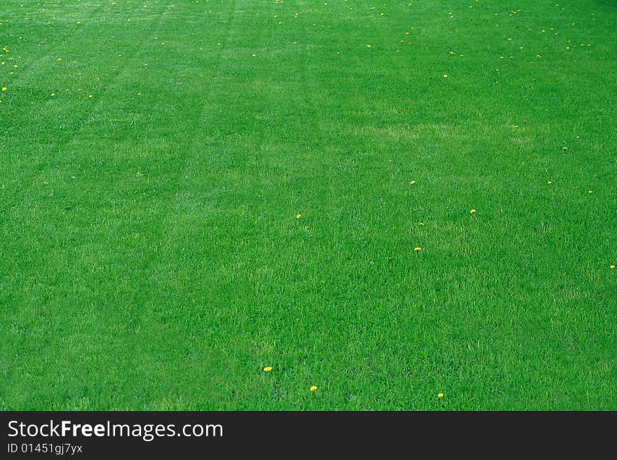 Beautiful green grass field scenic