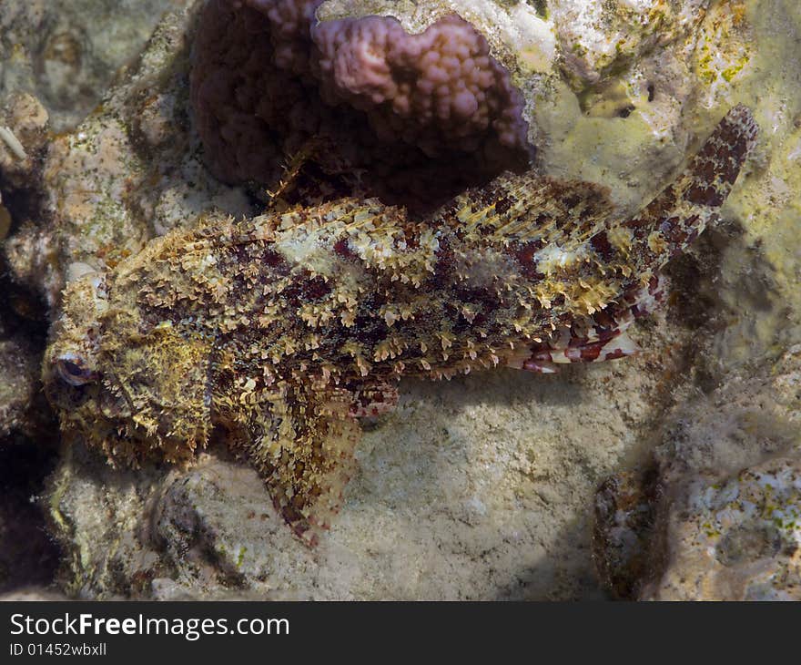 A red largescaled scorpionfish in red sea coral reef