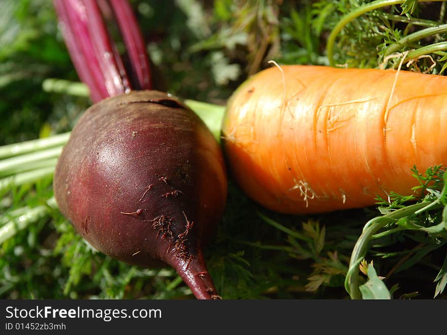 Beet and carrots lay on a grass. Beet and carrots lay on a grass