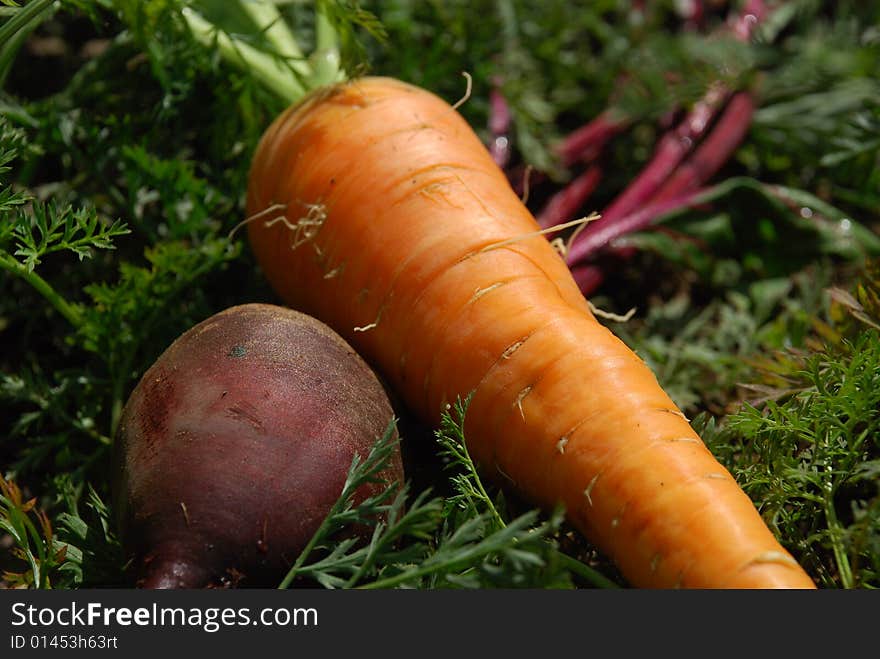 Beet and carrots lay on a grass. Beet and carrots lay on a grass