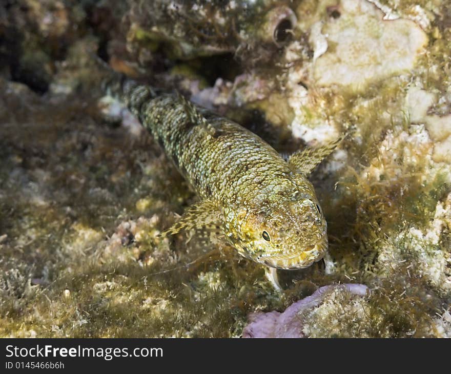 Common lizardfish in red sea coral reef