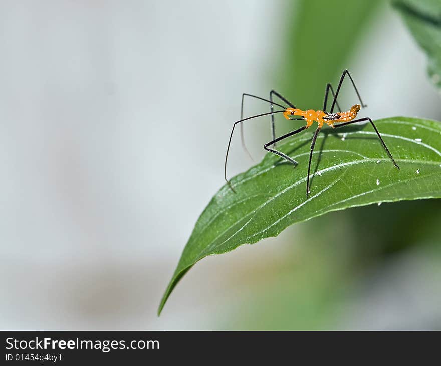 A closeup of a Leaffooted nymph on a leaf.