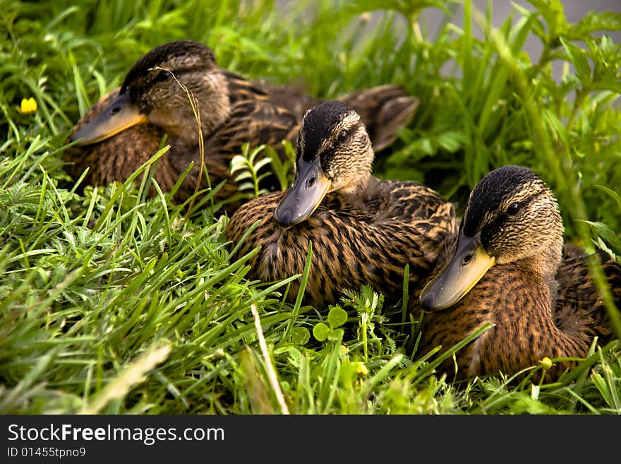 Family of ducklings on a green grass. Family of ducklings on a green grass