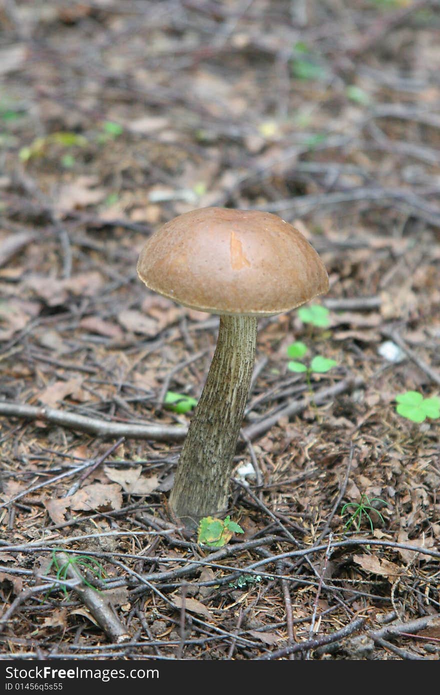 Closeup Of A Mushroom â€“ Rough Boletus