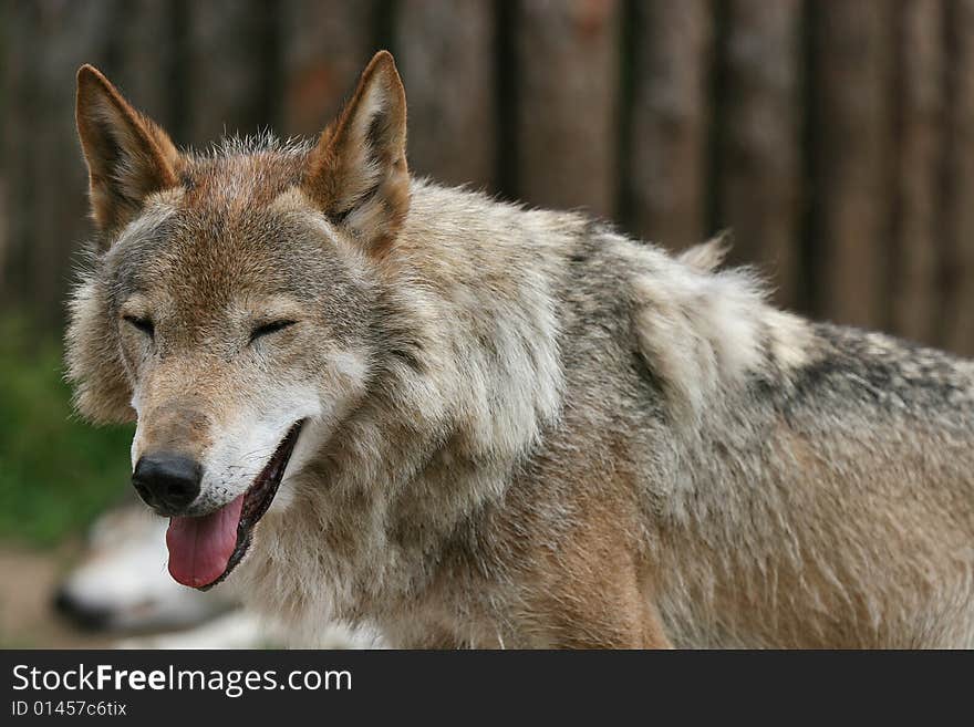 â€œSmilingâ€ Wolf