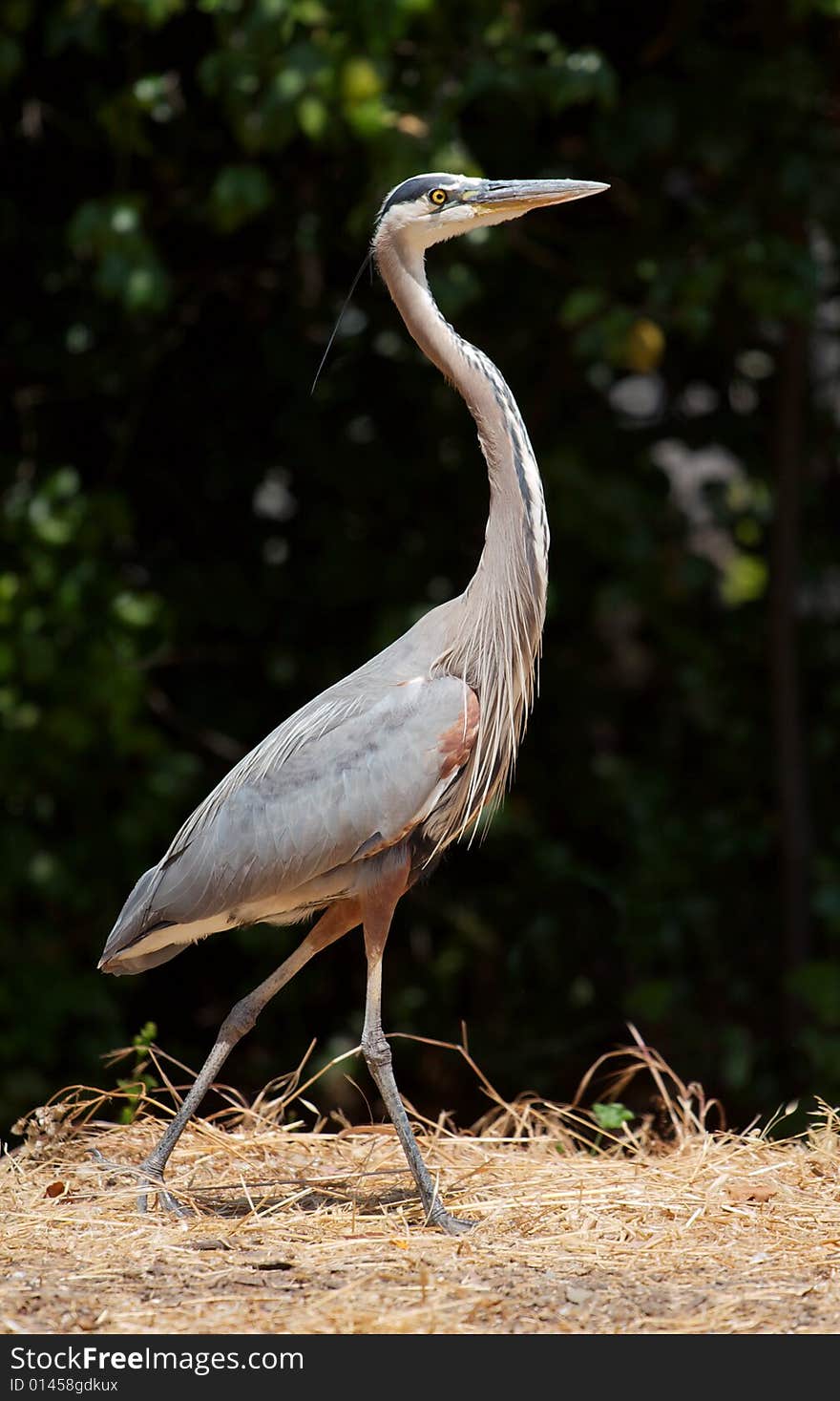 A great blue heron walking through grass.  Taken near on Stanford University campus.