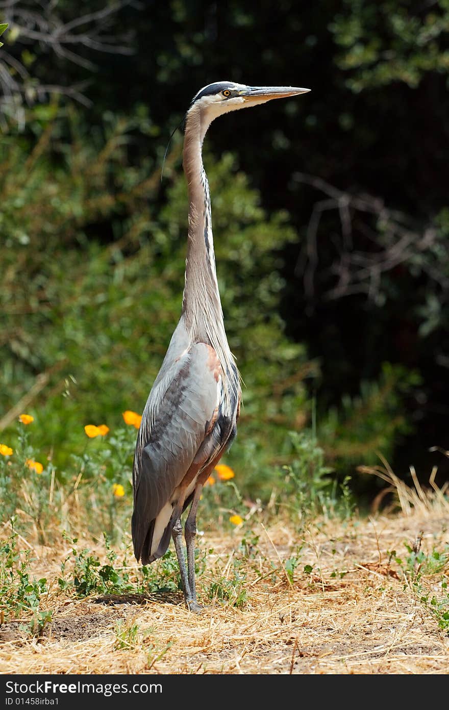 A great blue heron standing tall in grass.  Taken on Stanford Campus.