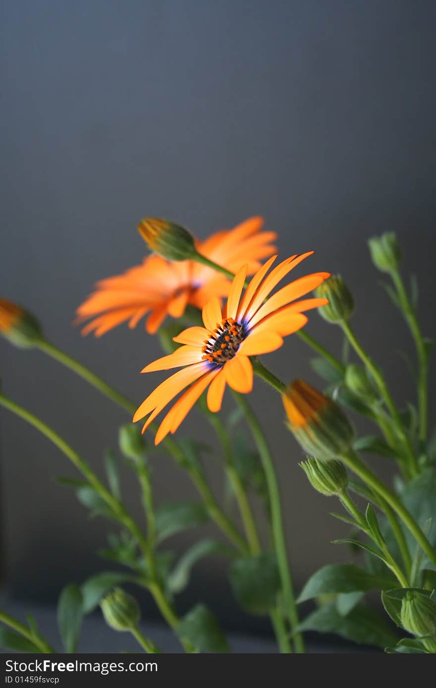 Orange flower on black background green