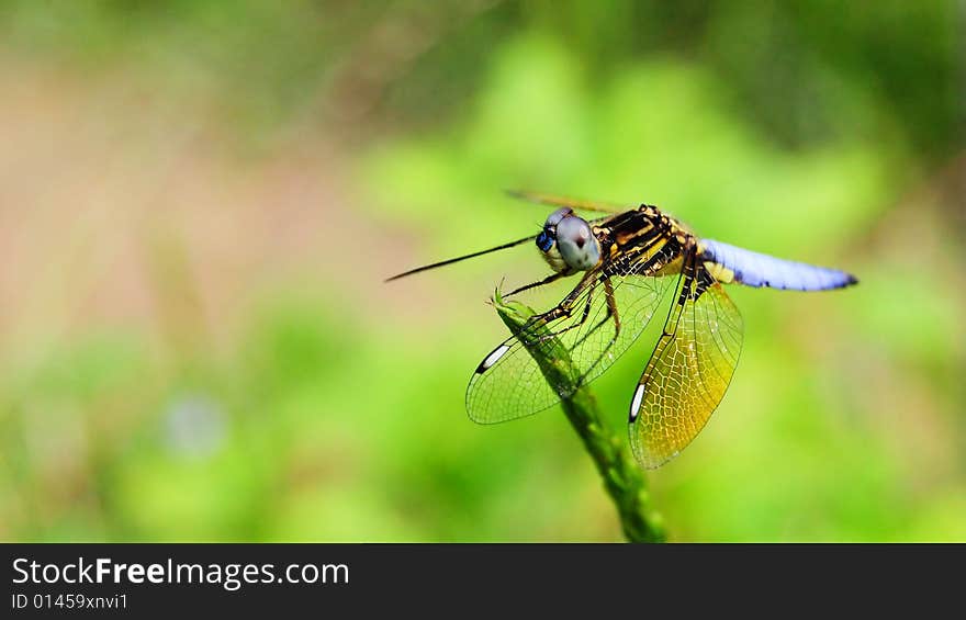 A dragonfly is standing on a stalk