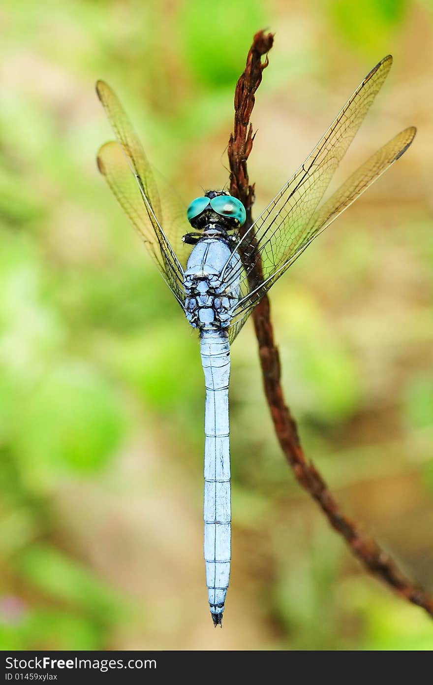 A dragonfly is standing on a stalk