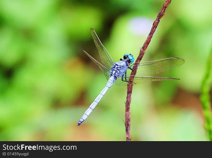 A dragonfly is standing on a stalk