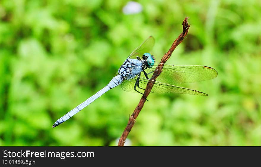 A dragonfly is standing on a stalk