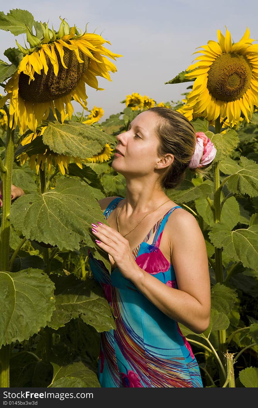 Sunflowers