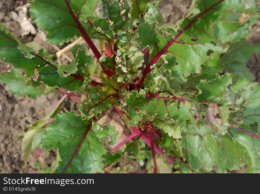 Leaves of a beet against the earth. Leaves of a beet against the earth