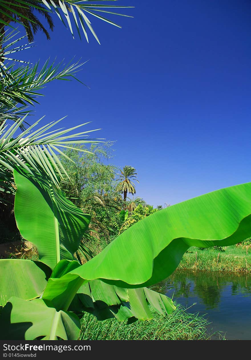 Tropical Paradise - Nile river in Egypt