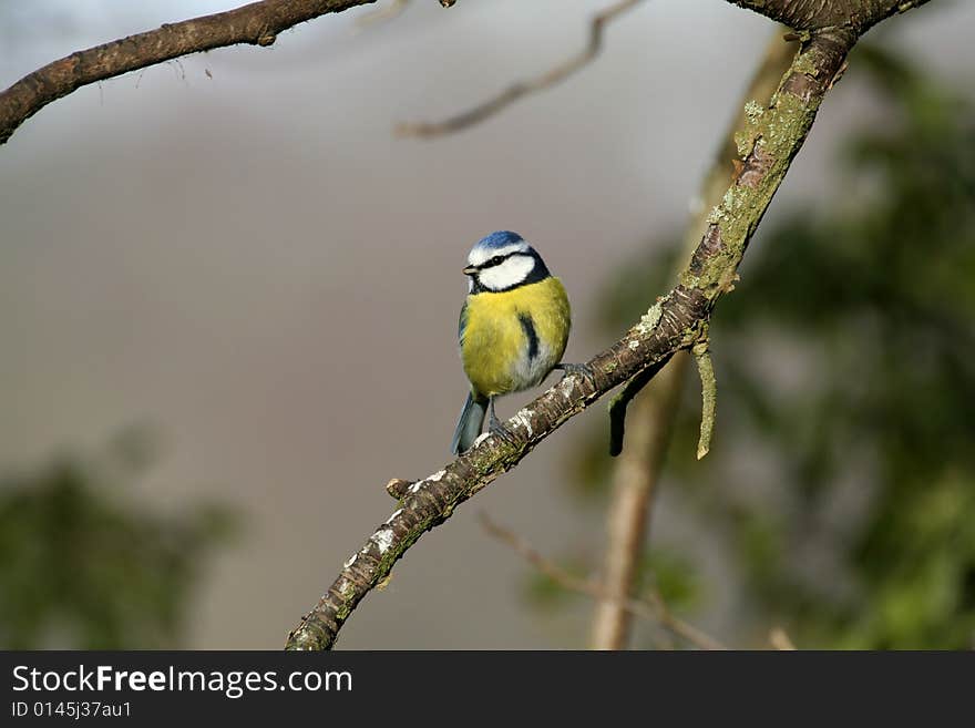 Blue Tit On Branch