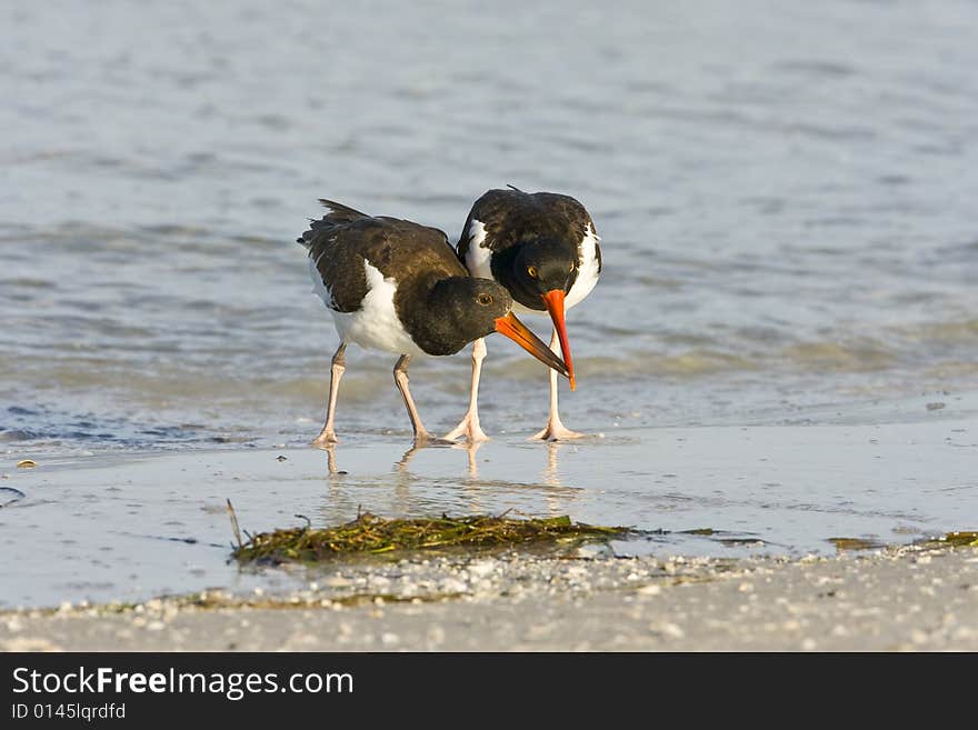 Oystercatcher feeding her chick