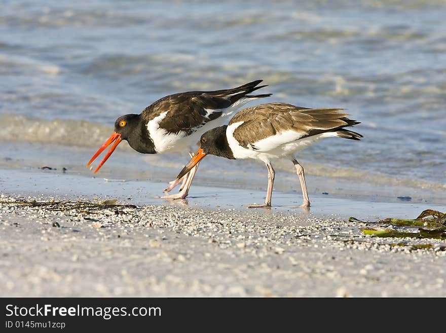 Oystercatcher eating a shellfish