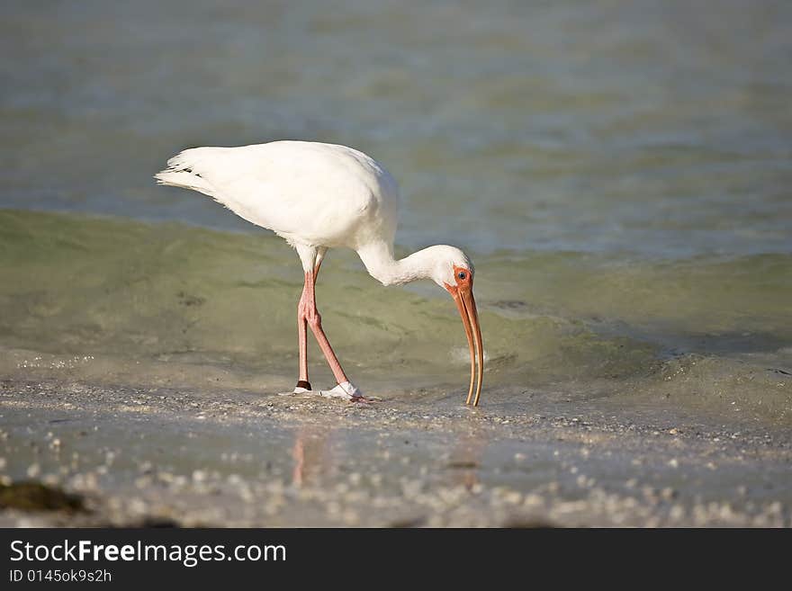 A White Ibis feeding on shellfish in the surf. A White Ibis feeding on shellfish in the surf