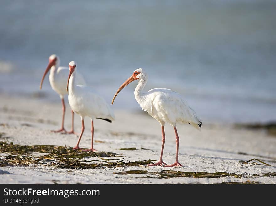 White Ibis resting on the beach