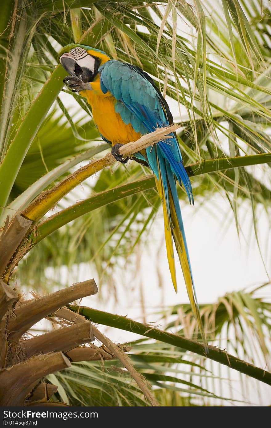 Gold And Blue Macaw