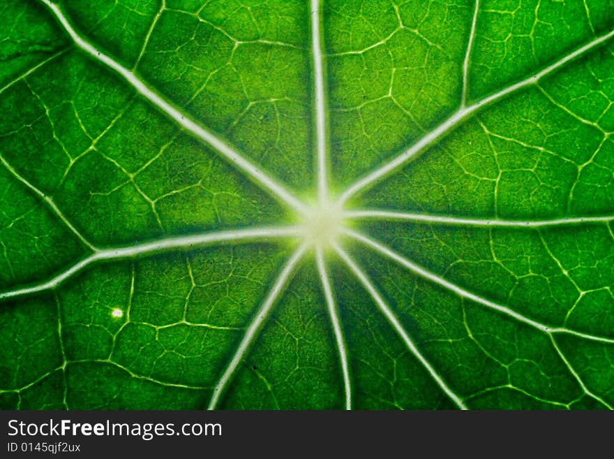 Macro of green nasturtium leaf. Macro of green nasturtium leaf