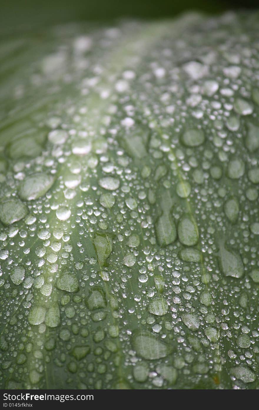 Water droplets on a leaf after a light rain. Water droplets on a leaf after a light rain.