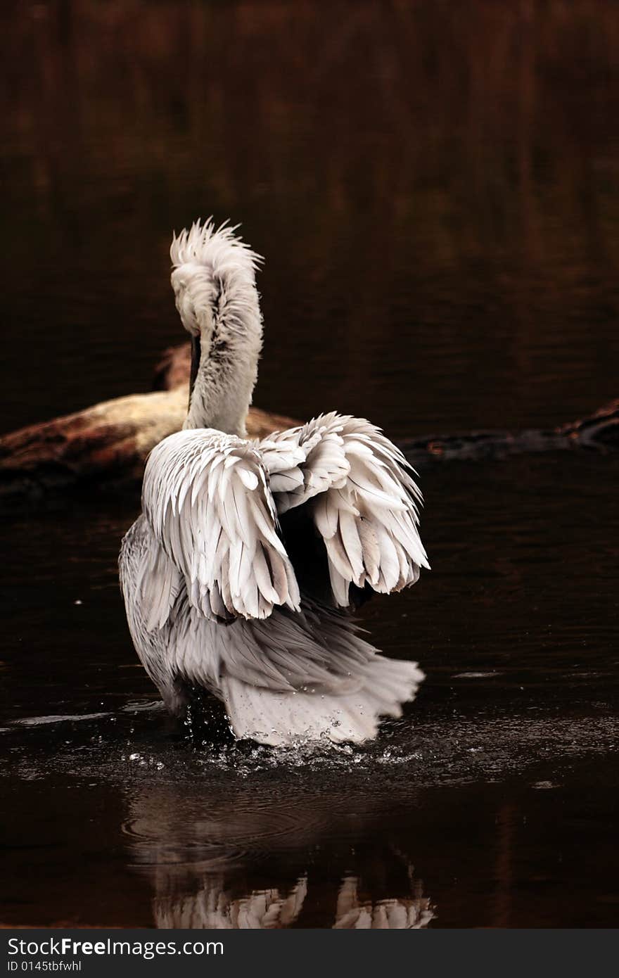 Big White Pelican going into the water. Big White Pelican going into the water