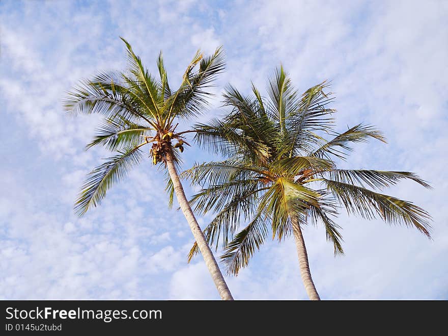 Coconut palms in the sun against a dappled blue tropical sky. Coconut palms in the sun against a dappled blue tropical sky.