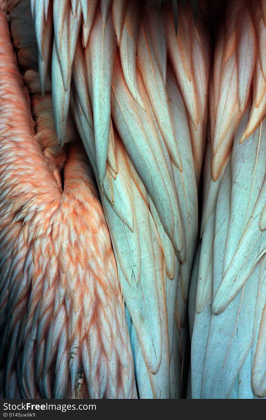 Detail of Plumage of Ping Pelican on back part of his body. Detail of Plumage of Ping Pelican on back part of his body