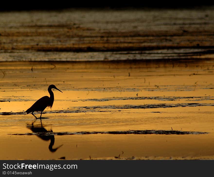 Little egret at sunset, giving a beautiful silhouette. Little egret at sunset, giving a beautiful silhouette