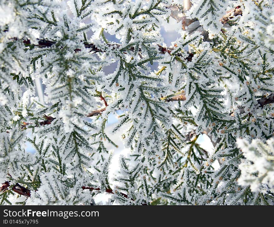 Hoarfrost and snow on pine tree. Hoarfrost and snow on pine tree